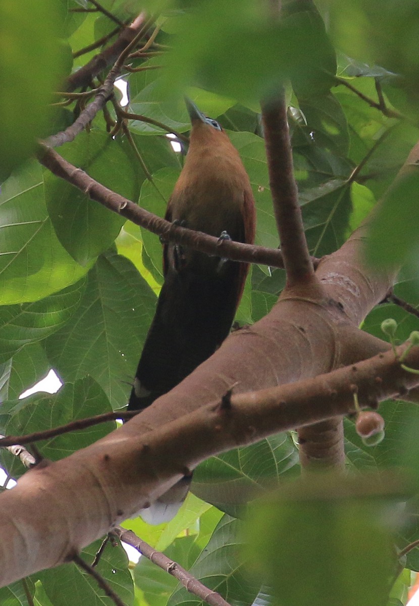 Raffles's Malkoha - ML541700601