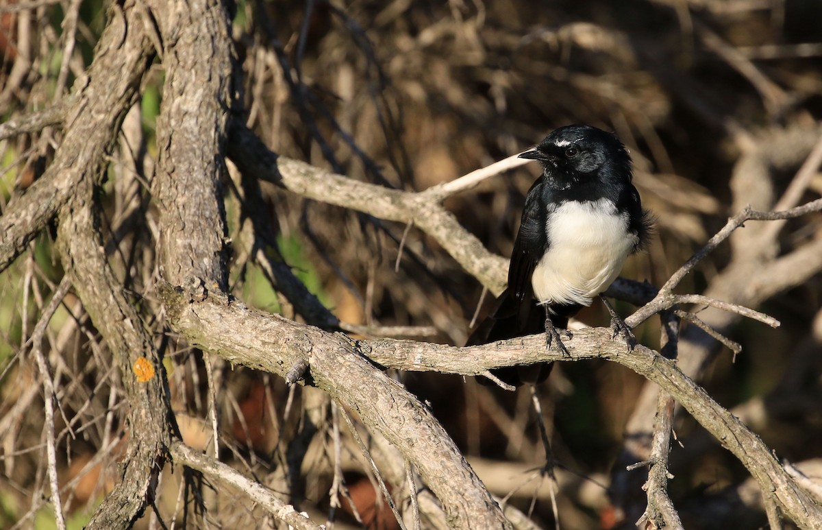 Willie-wagtail - ML54170081