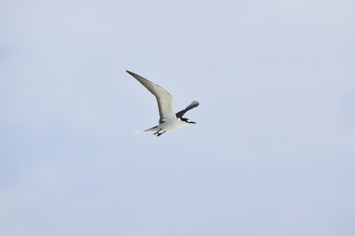 Sooty Tern - Florent De Vathaire