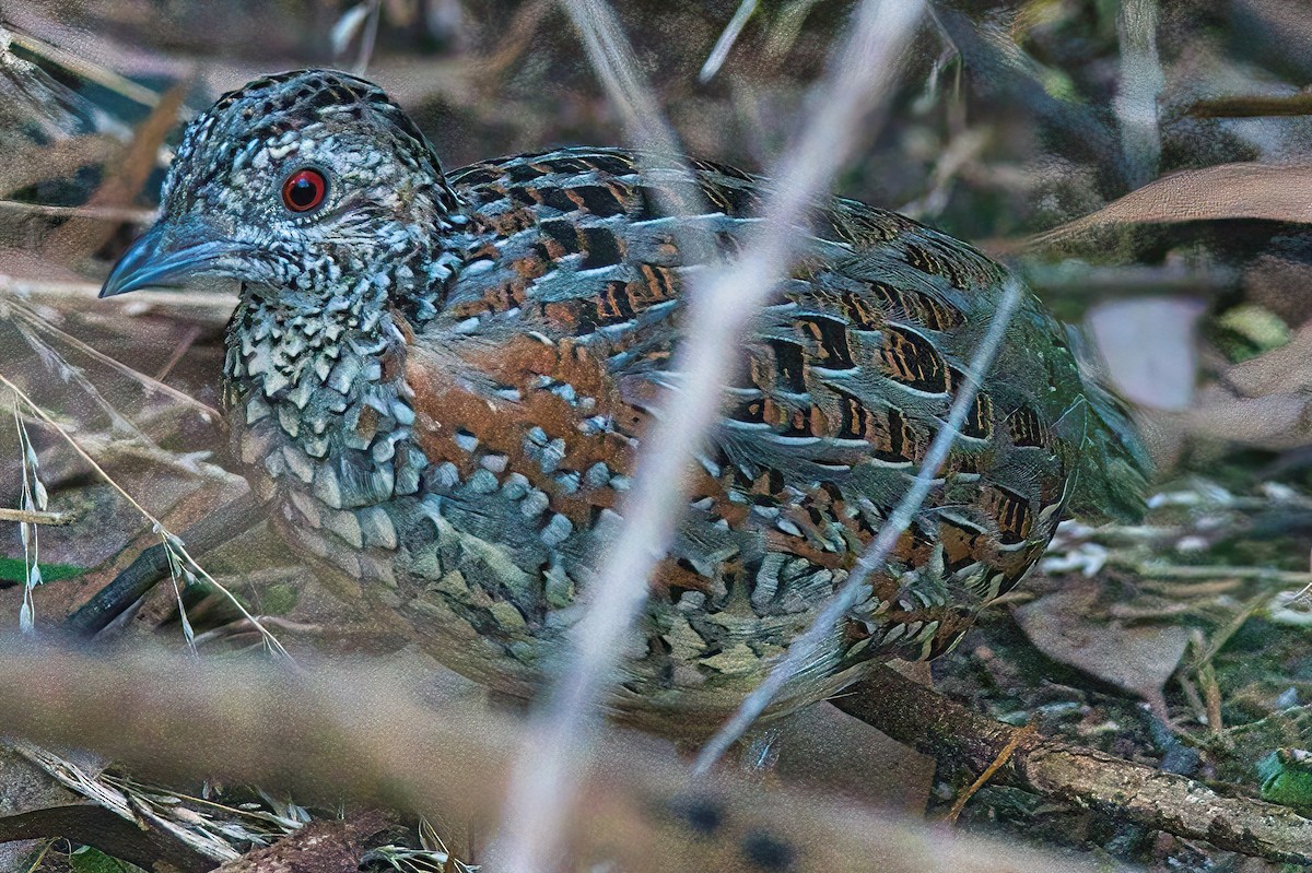 Painted Buttonquail - ML541700951
