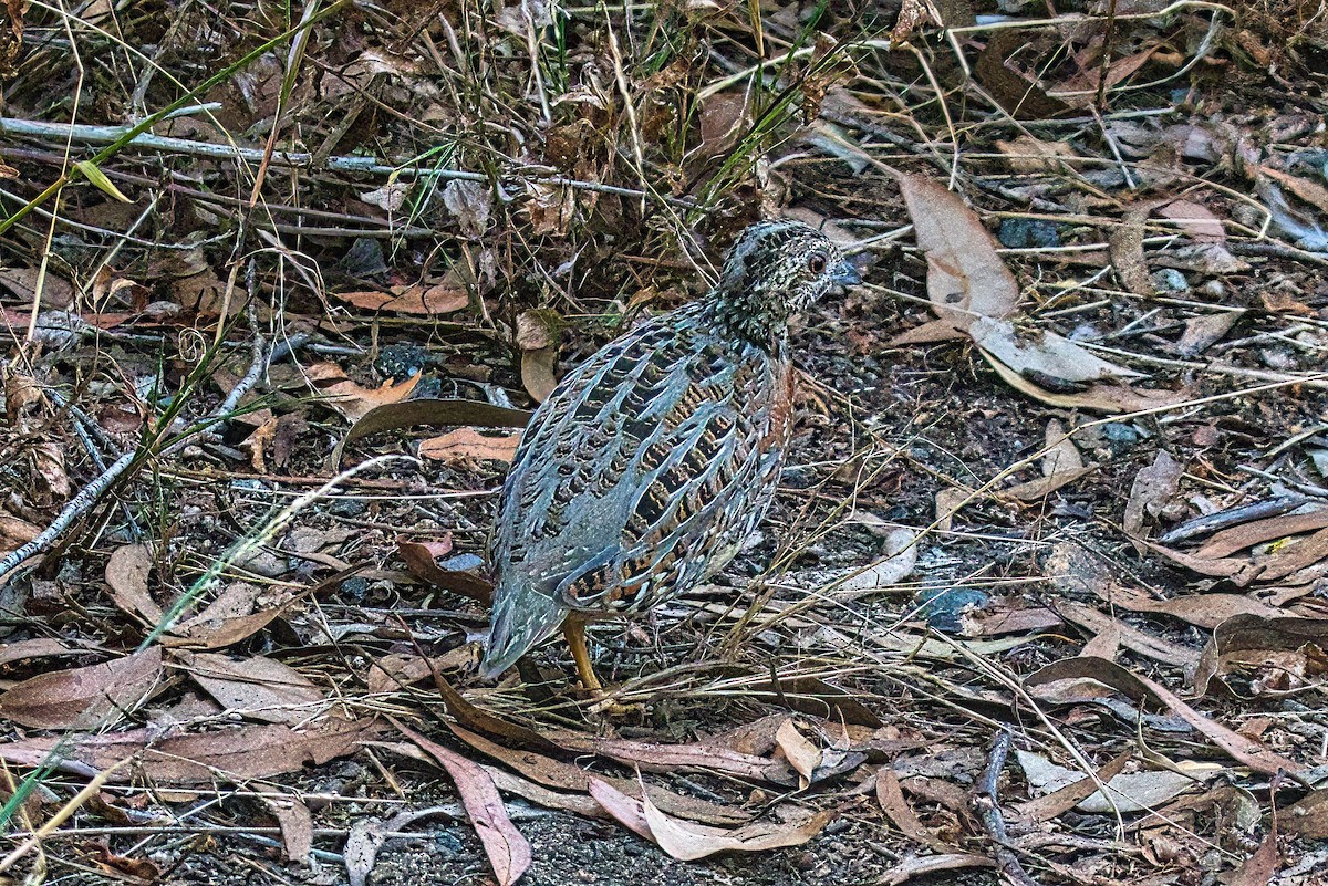 Painted Buttonquail - ML541700961