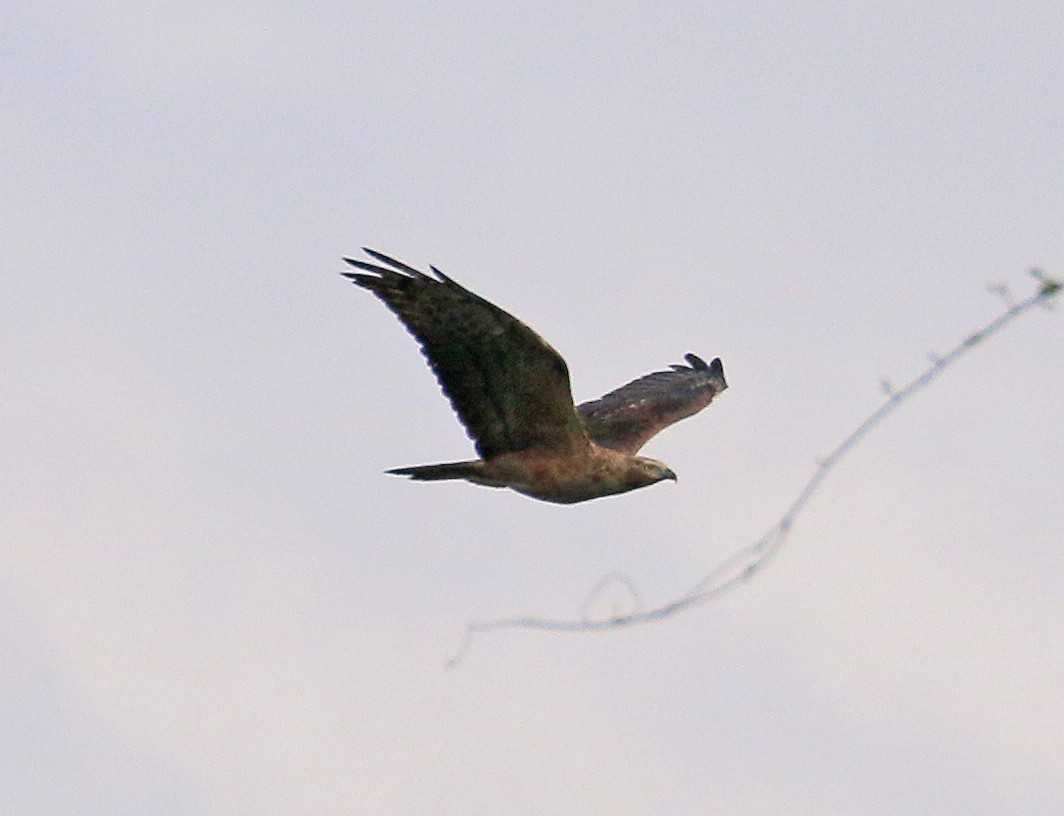 Oriental Honey-buzzard - ML541701351