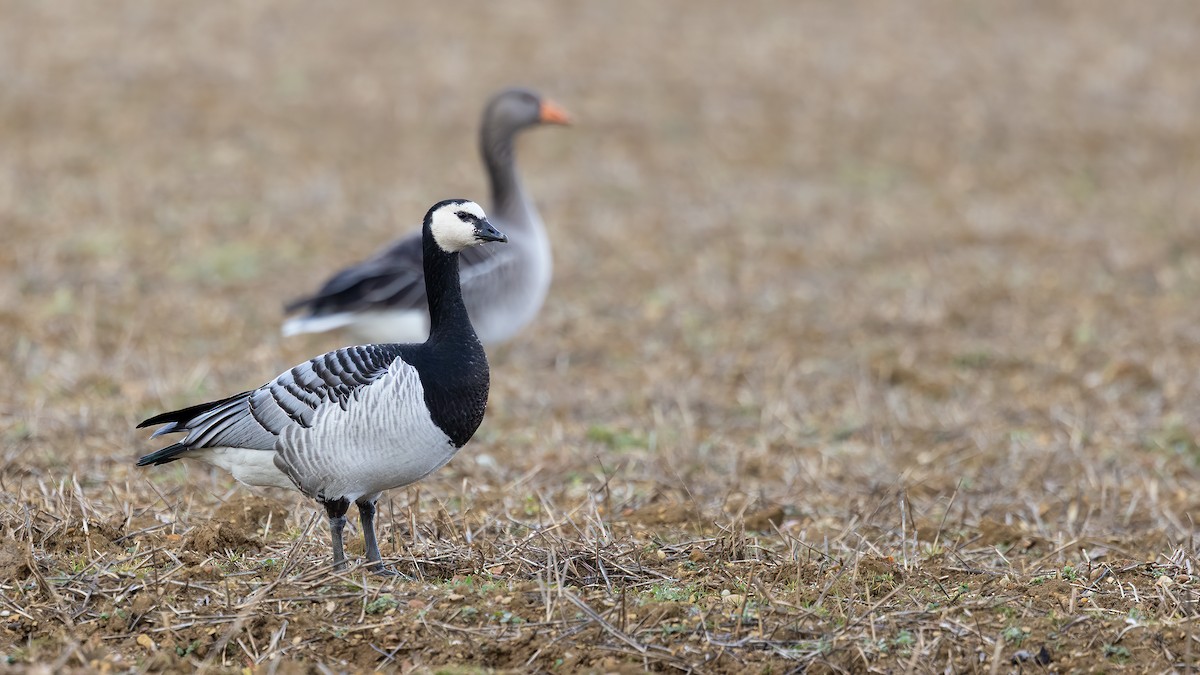 Barnacle Goose - ML541701931