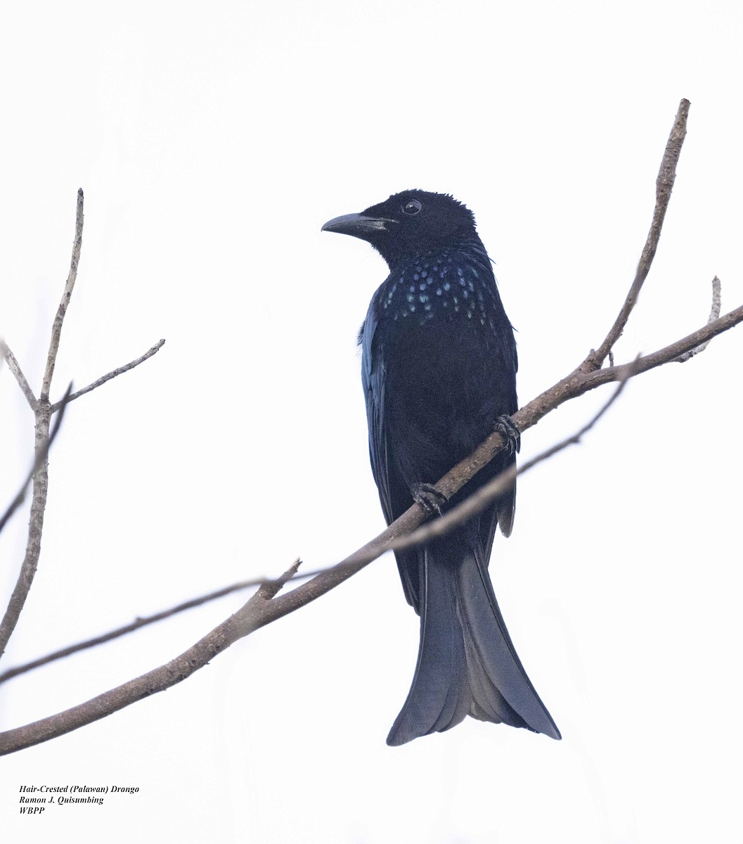 Palawan Drongo (Palawan) - ML541702001