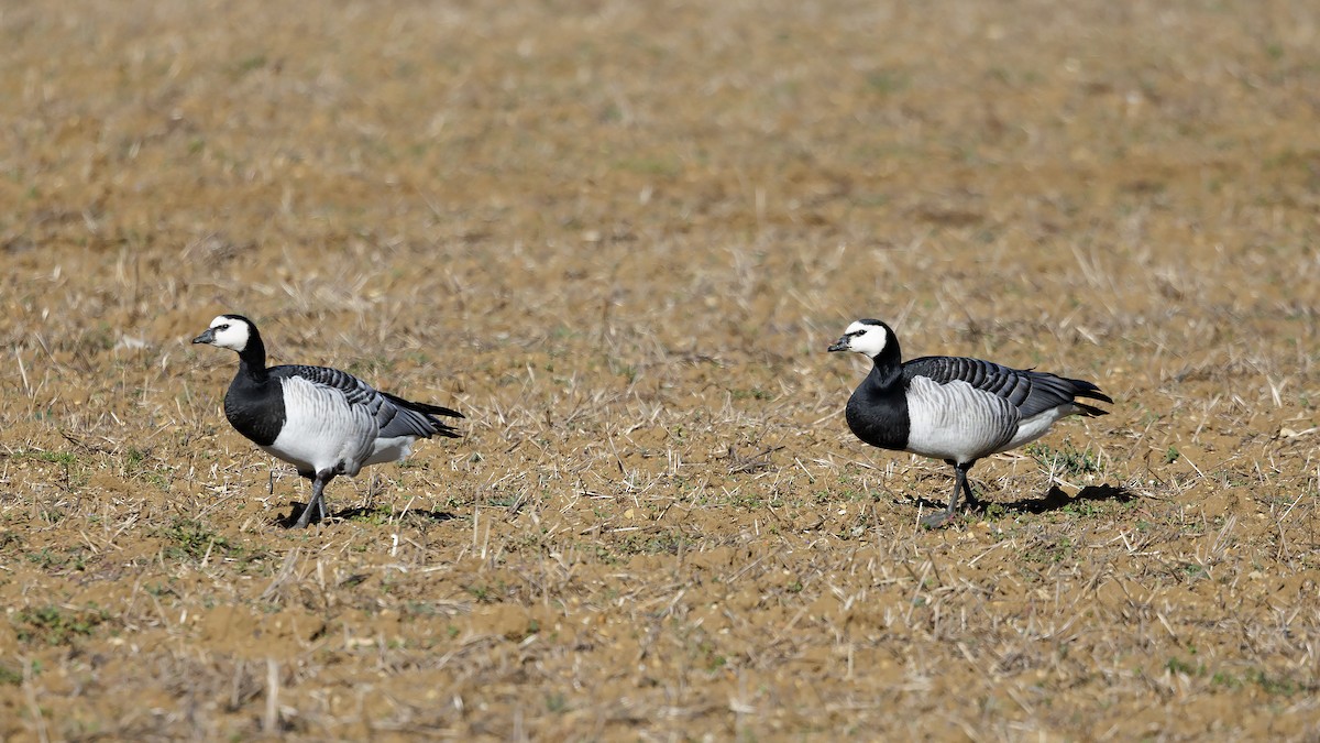 Barnacle Goose - ML541702311