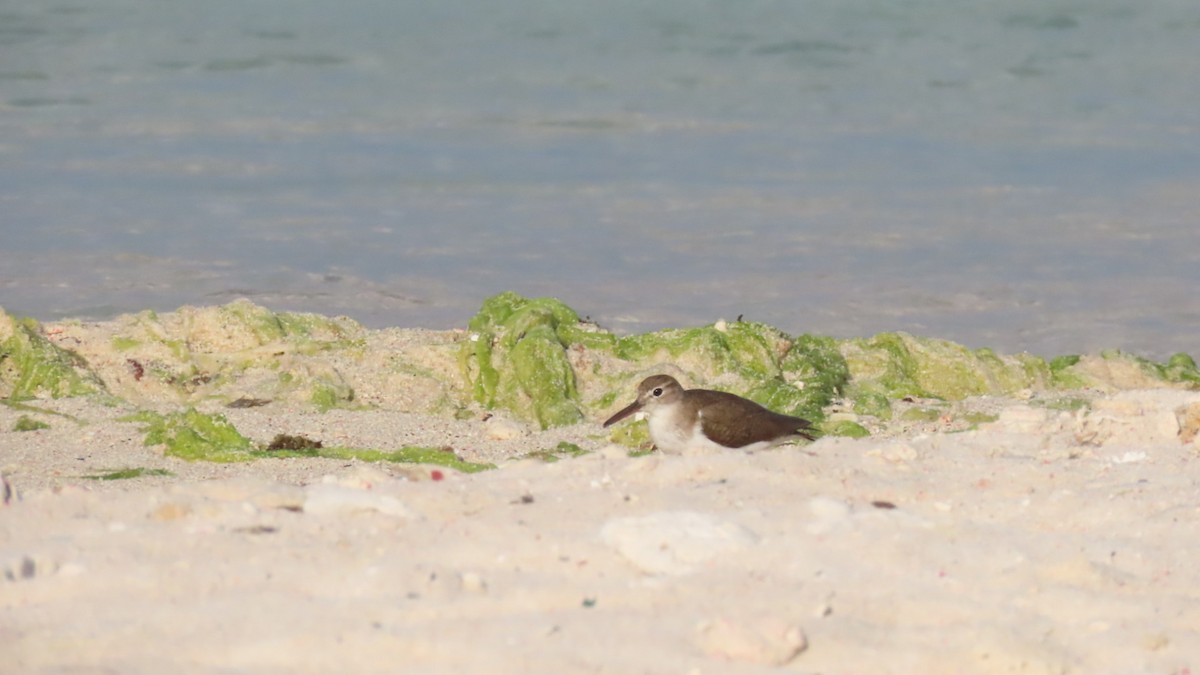 Spotted Sandpiper - ML541702691