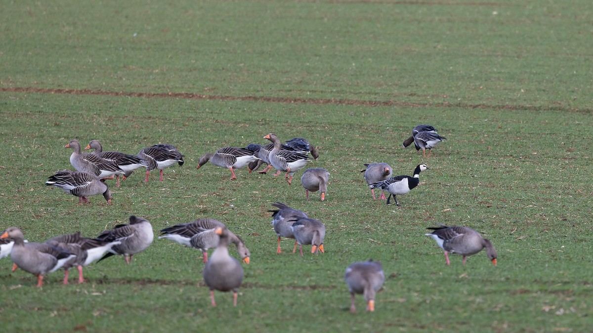 Barnacle Goose - Josh Jones