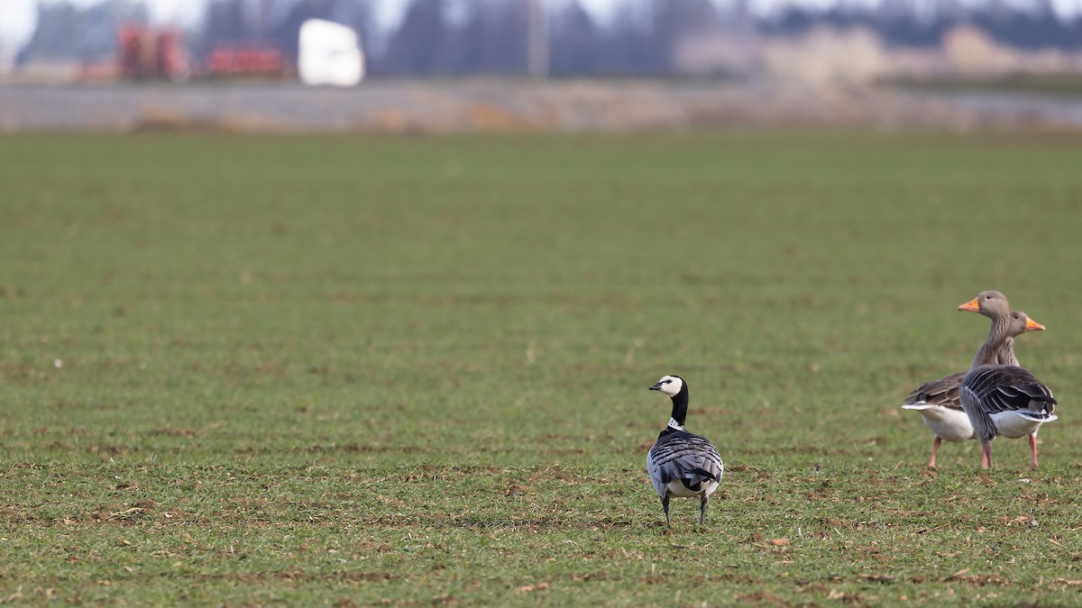 Barnacle Goose - ML541702981