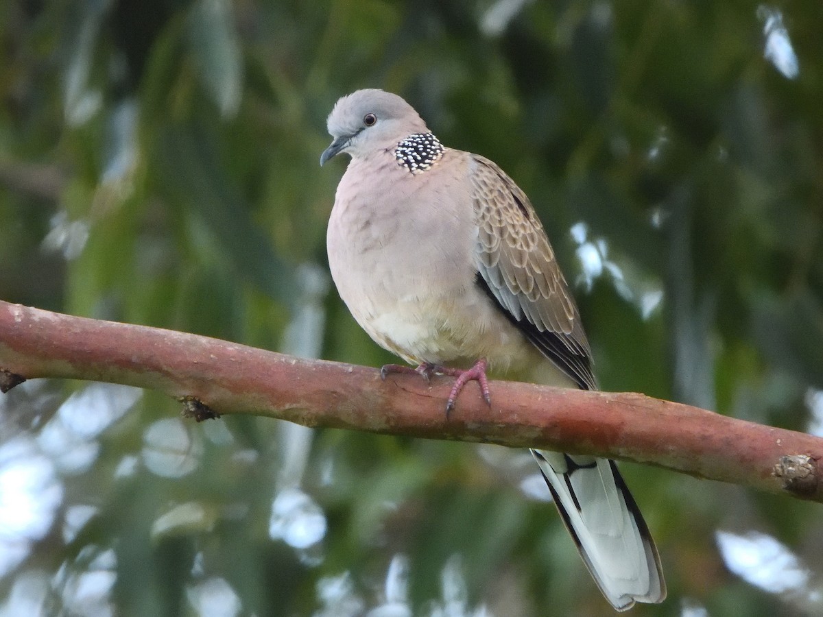 Spotted Dove - ML541703131