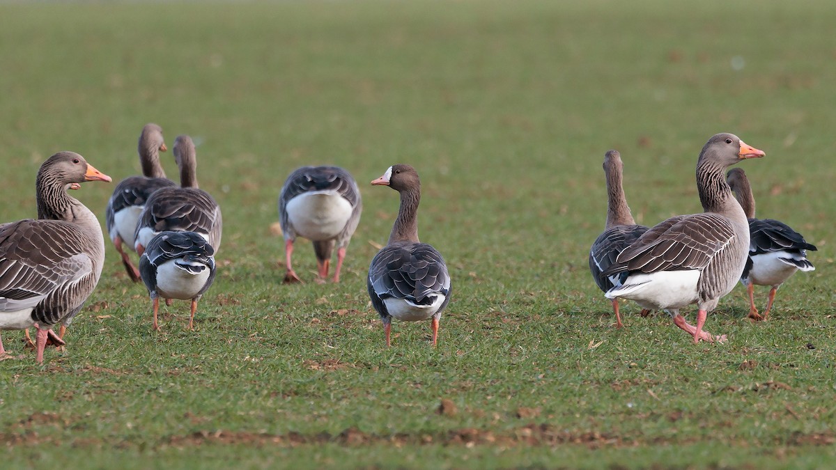 Greater White-fronted Goose (Eurasian) - ML541703501