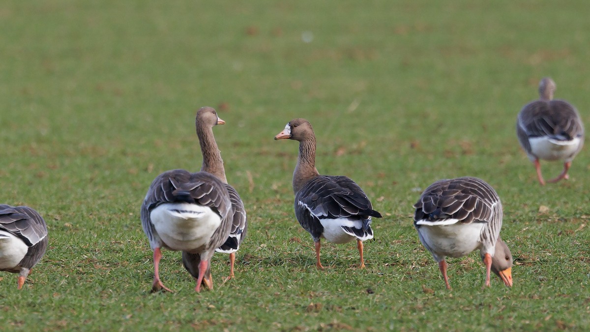 Greater White-fronted Goose (Eurasian) - Josh Jones