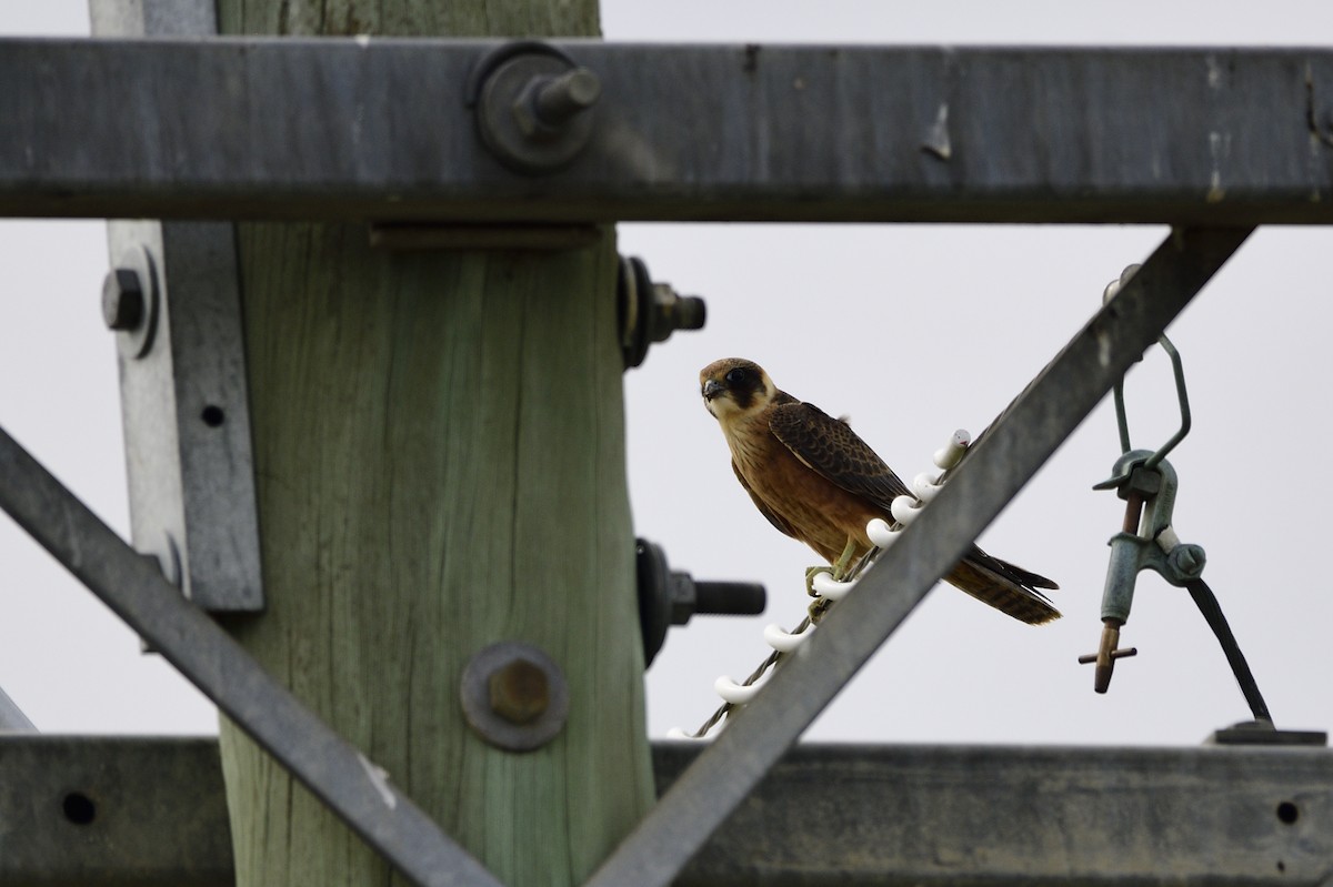 Australian Hobby - ML541703941