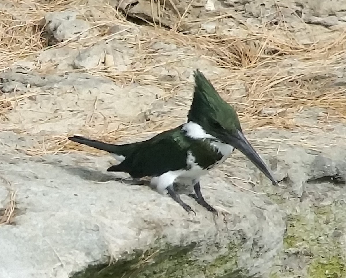 Amazon Kingfisher - ML541705821