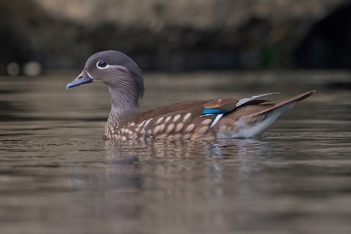 Mandarin Duck - Ngoc Sam Thuong Dang