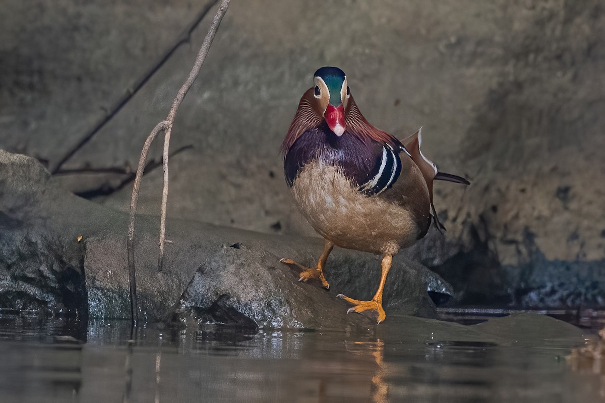 Mandarin Duck - ML541706391