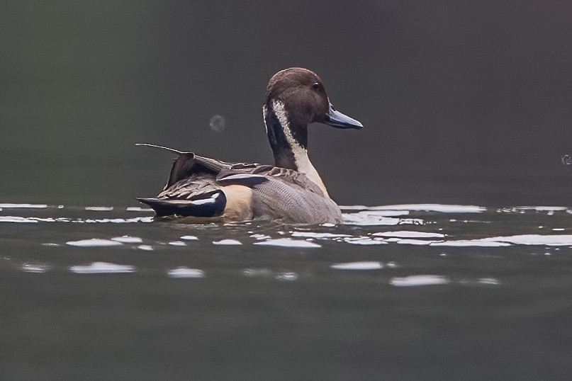 Northern Pintail - Ngoc Sam Thuong Dang