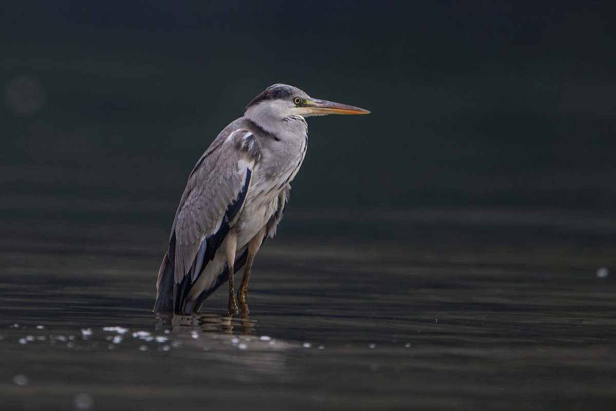 Gray Heron - Ngoc Sam Thuong Dang