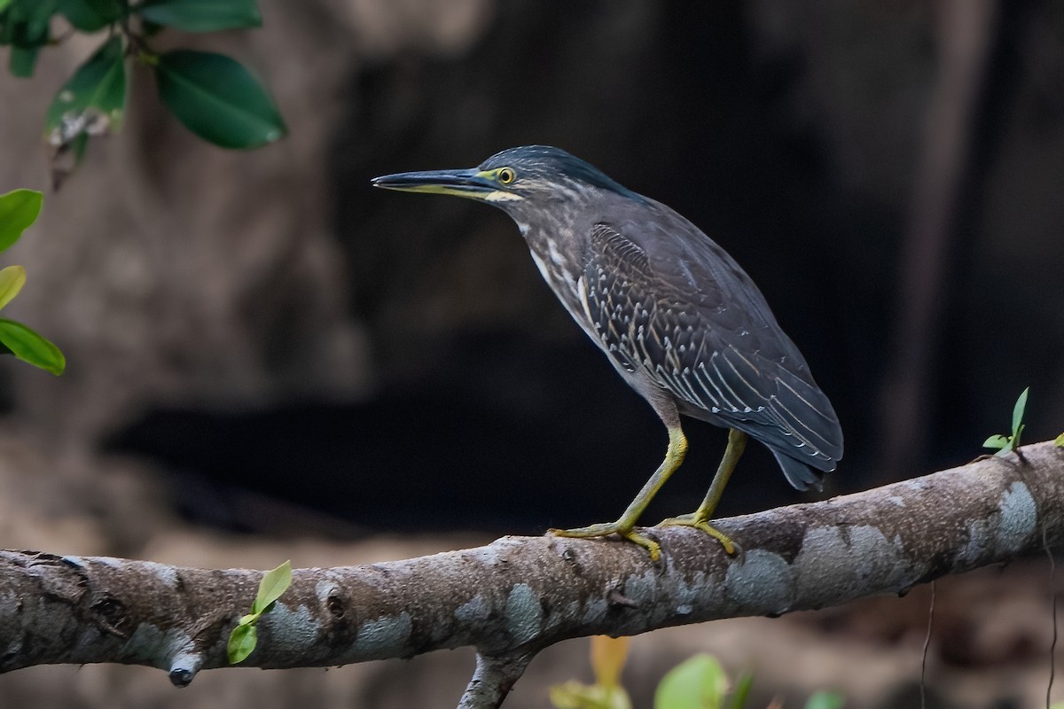 Striated Heron - Ngoc Sam Thuong Dang