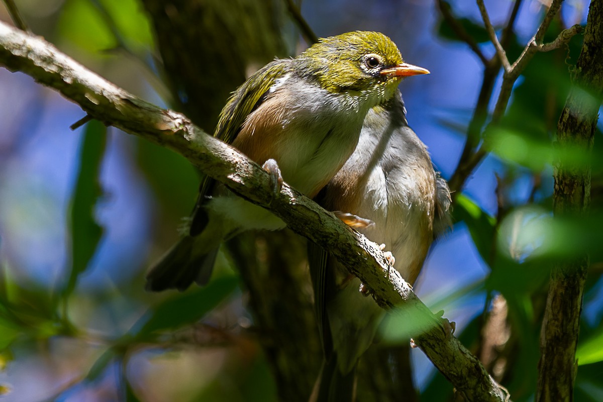 Silvereye - ML541708971