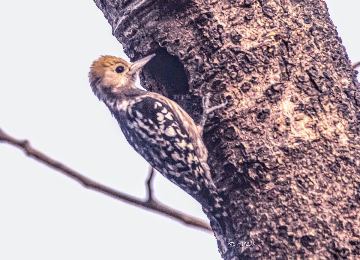 Yellow-crowned Woodpecker - ML541709261