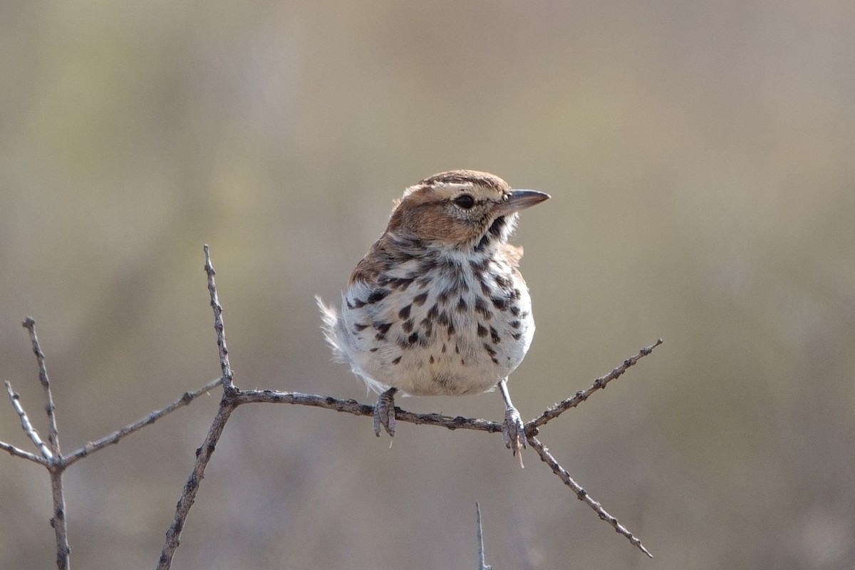 Red Lark - ML541709811