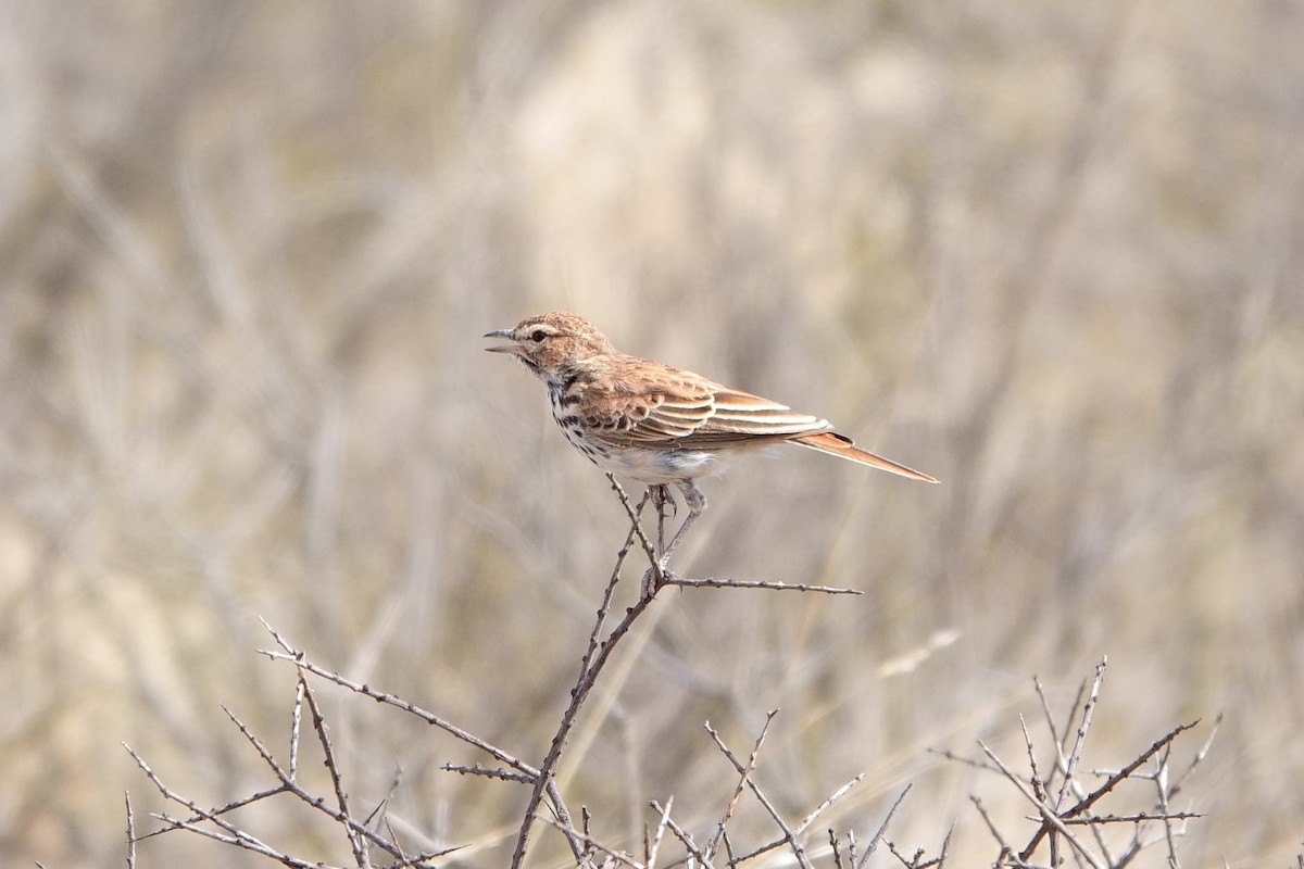 Red Lark - ML541709821