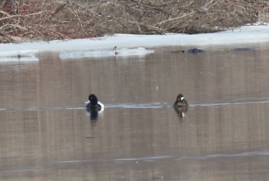 Lesser Scaup - ML54171081