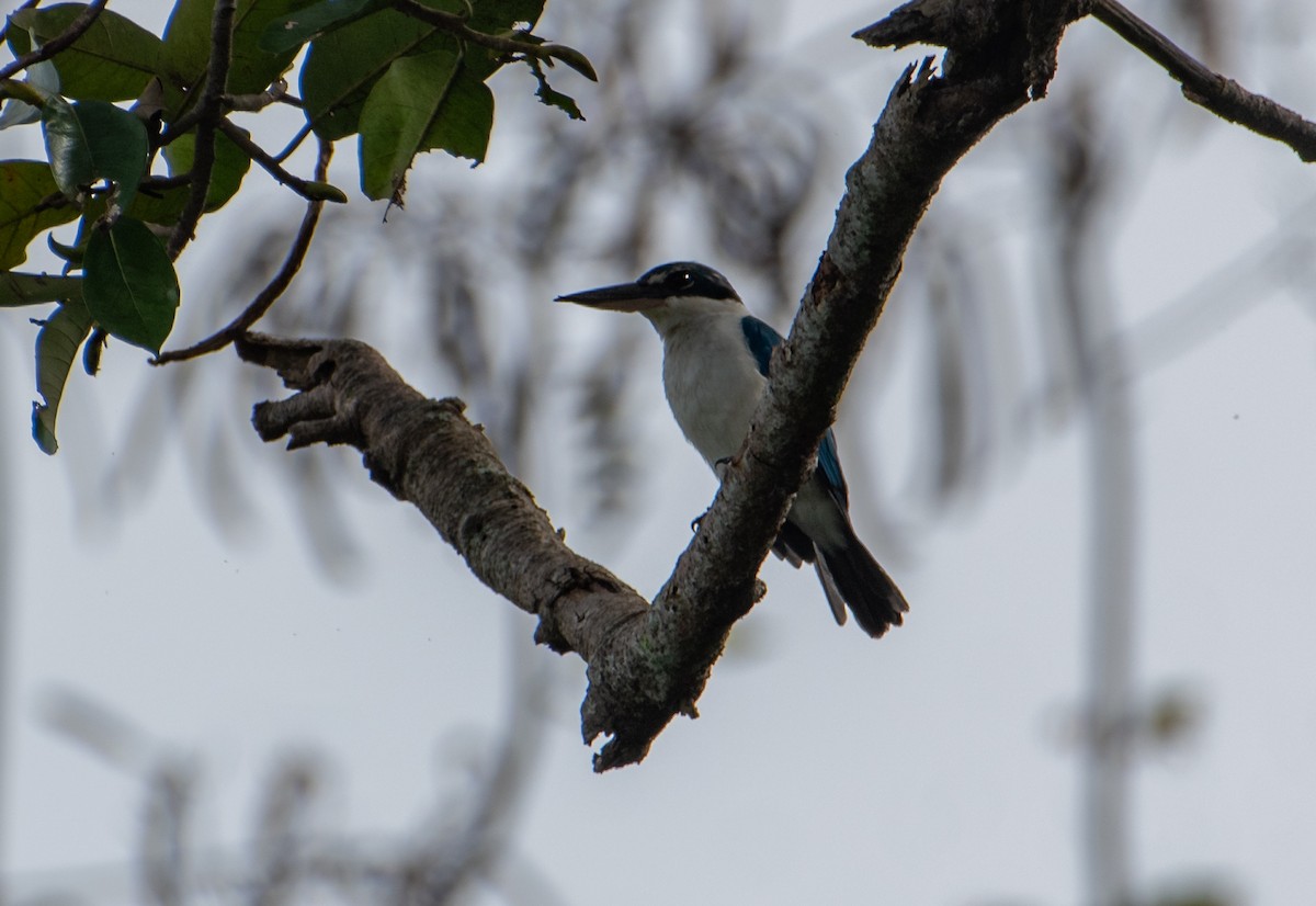 Collared Kingfisher - ML541711301