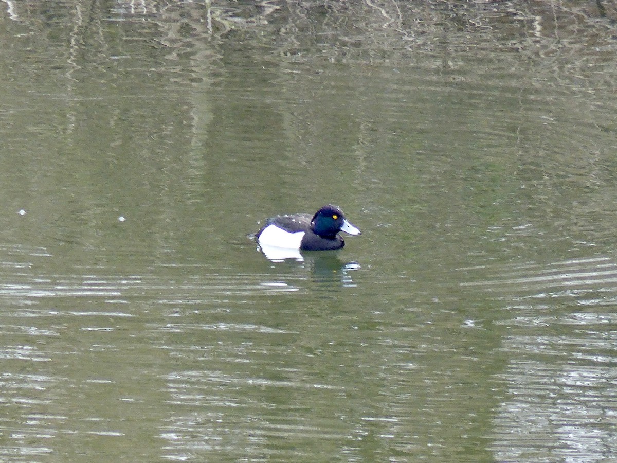 Tufted Duck - ML541711971