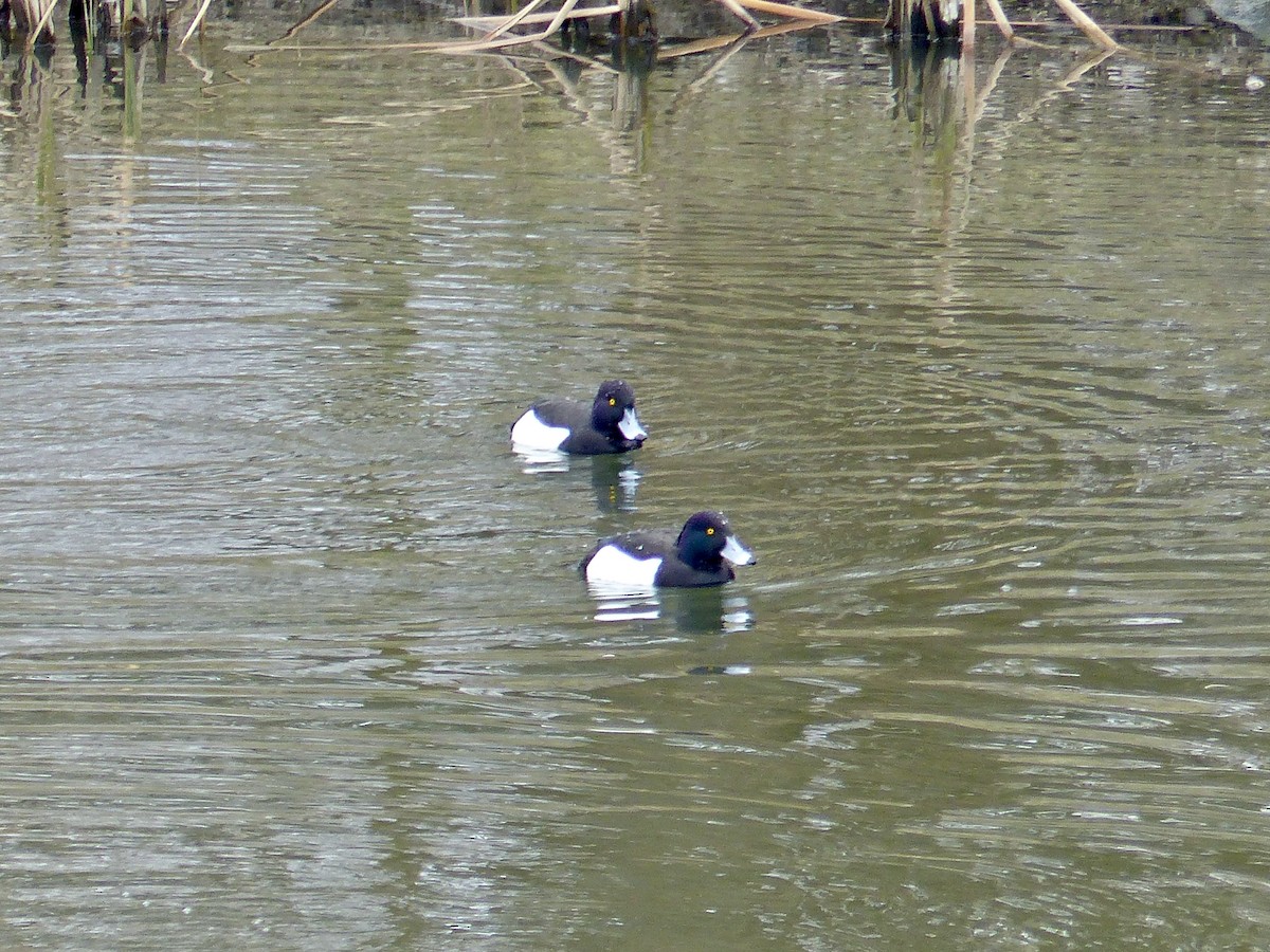 鳳頭潛鴨 - ML541712031