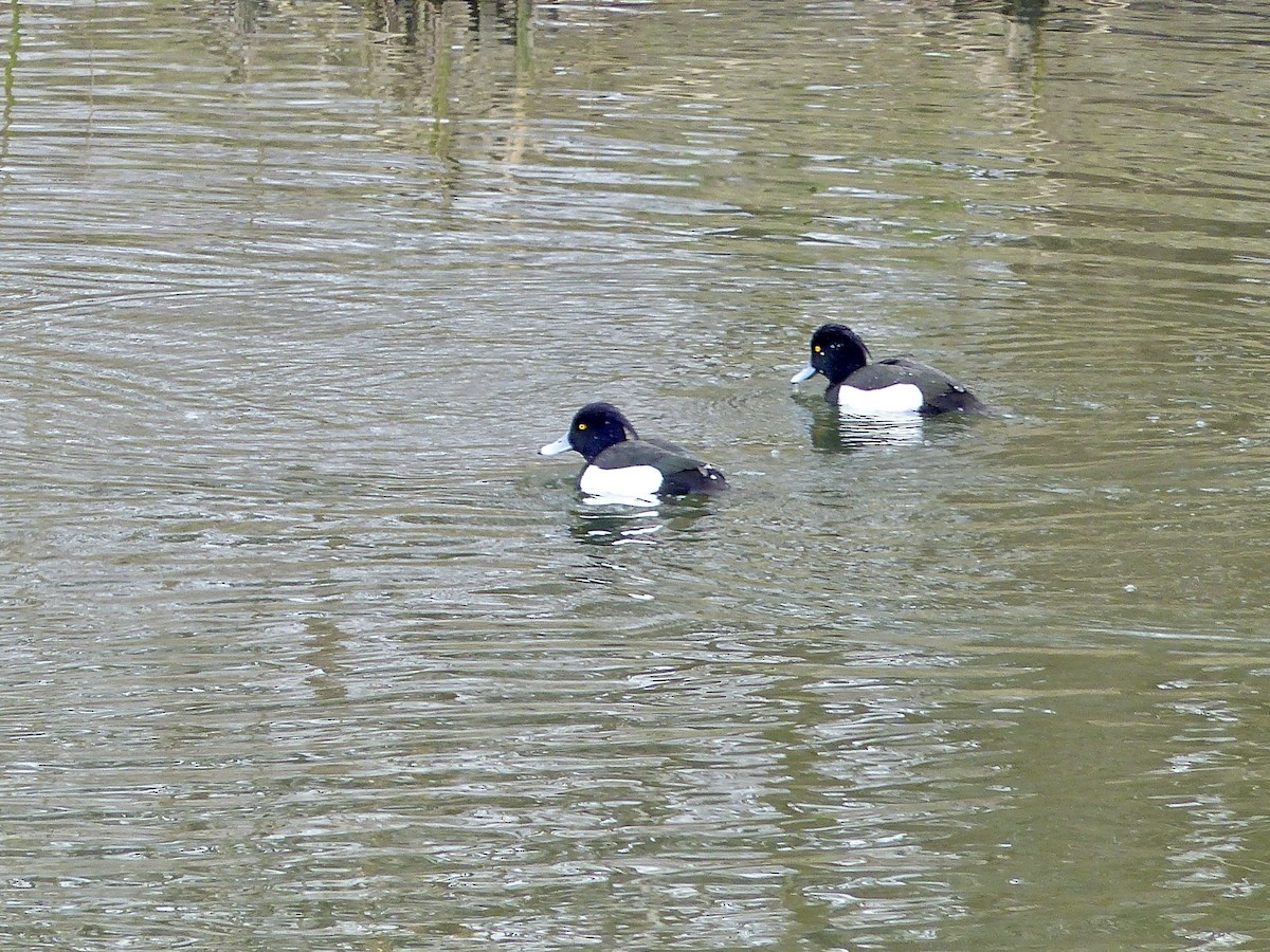 Tufted Duck - ML541712041