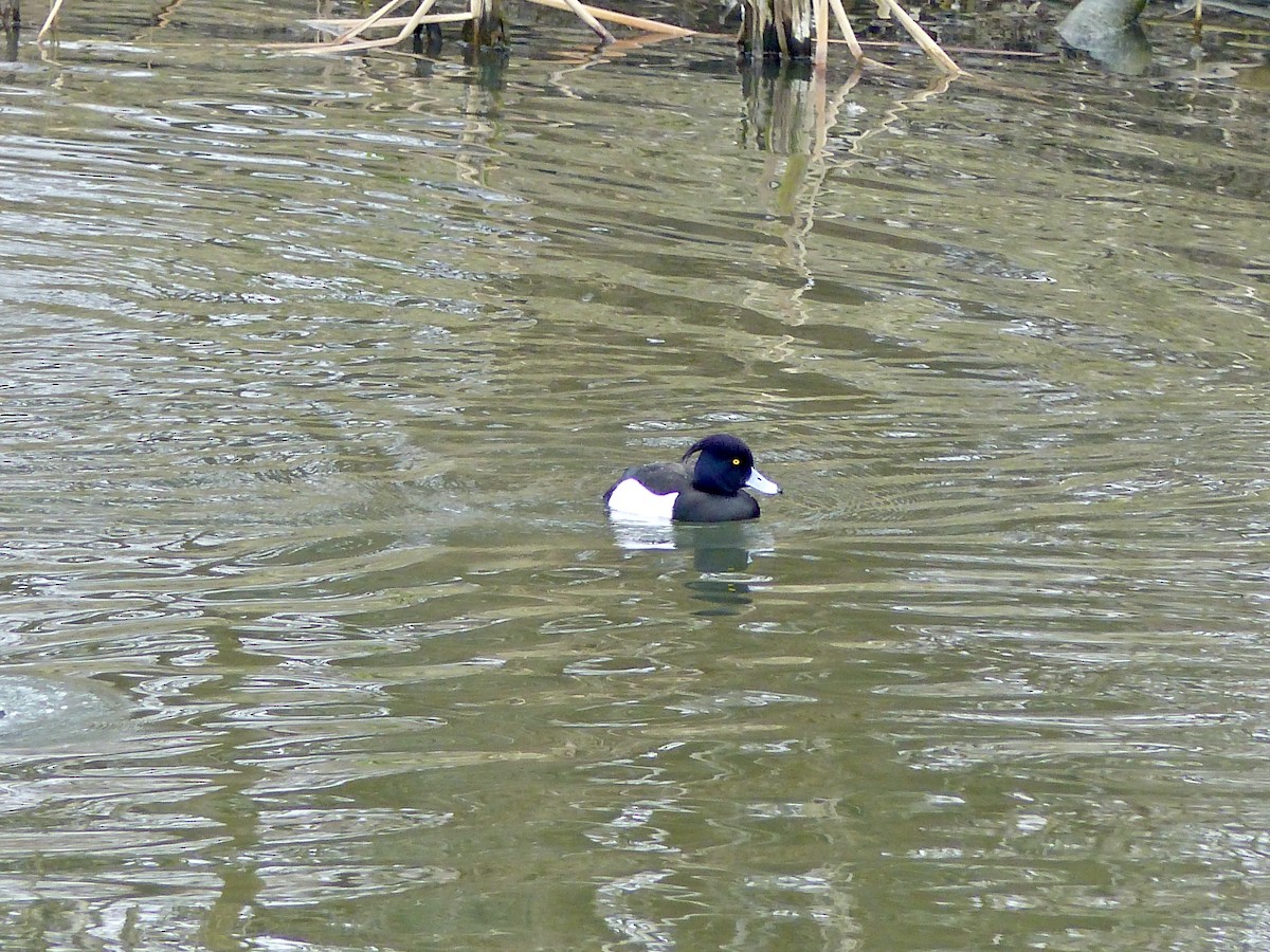 Tufted Duck - ML541712081