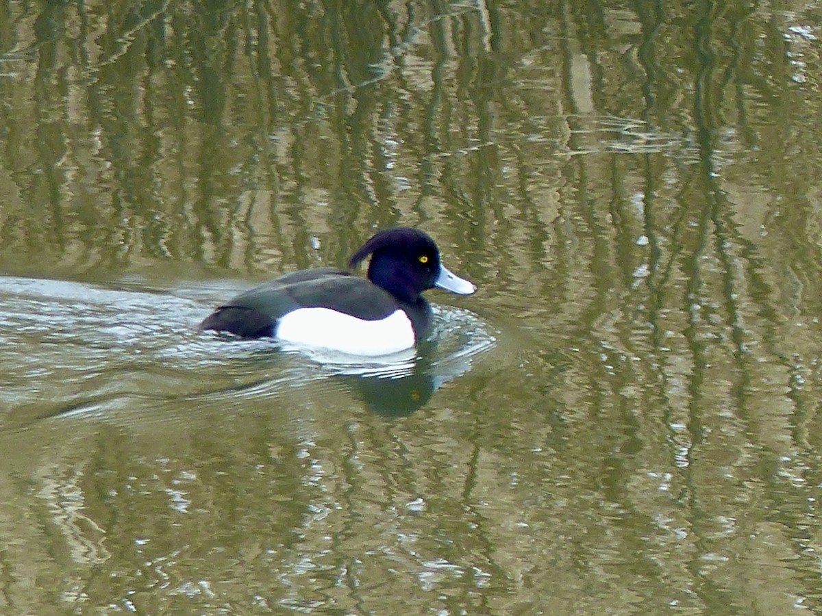 Tufted Duck - ML541712111