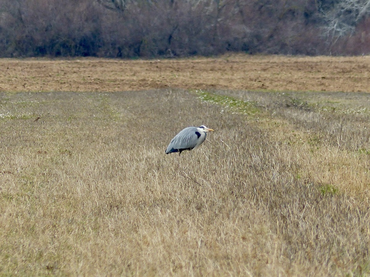 Gray Heron - ML541712341