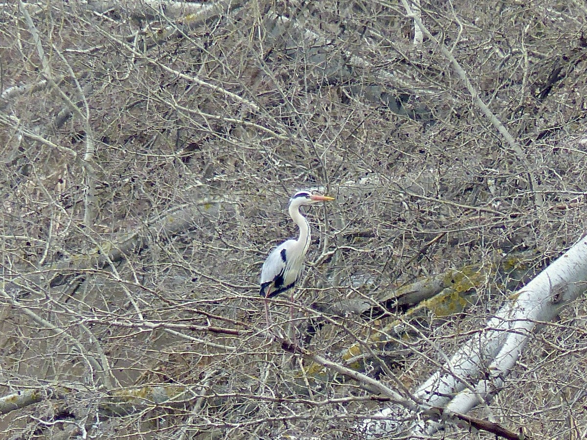 Gray Heron - ML541712461