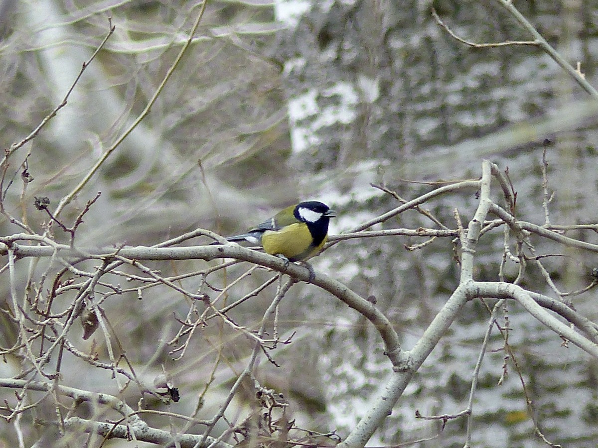 Mésange charbonnière - ML541712561