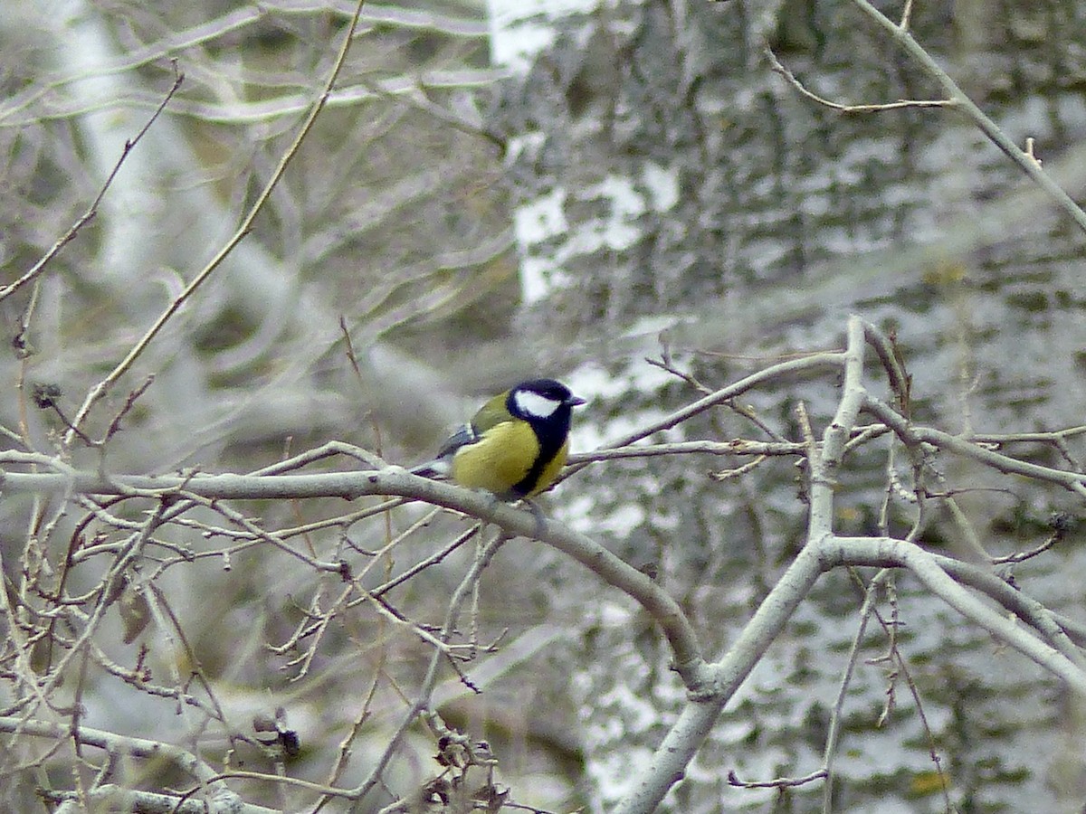 Mésange charbonnière - ML541712651