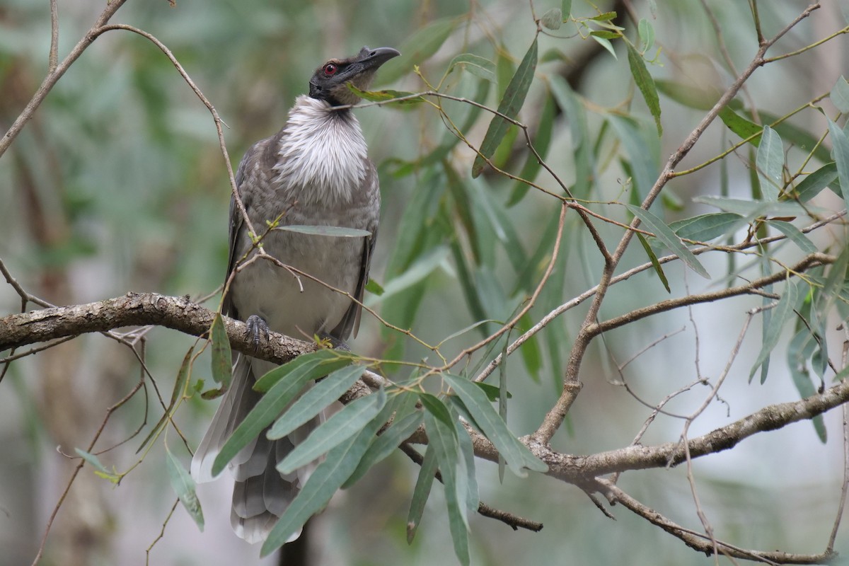 Noisy Friarbird - ML541713111