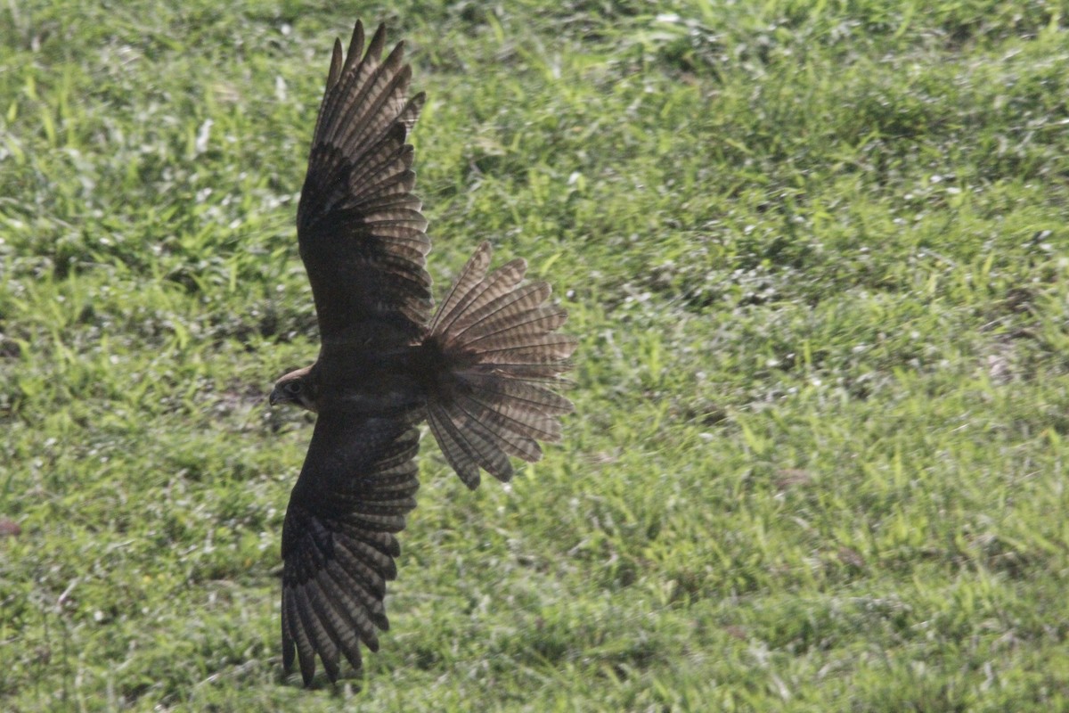 Brown Falcon - Merenia Stockley