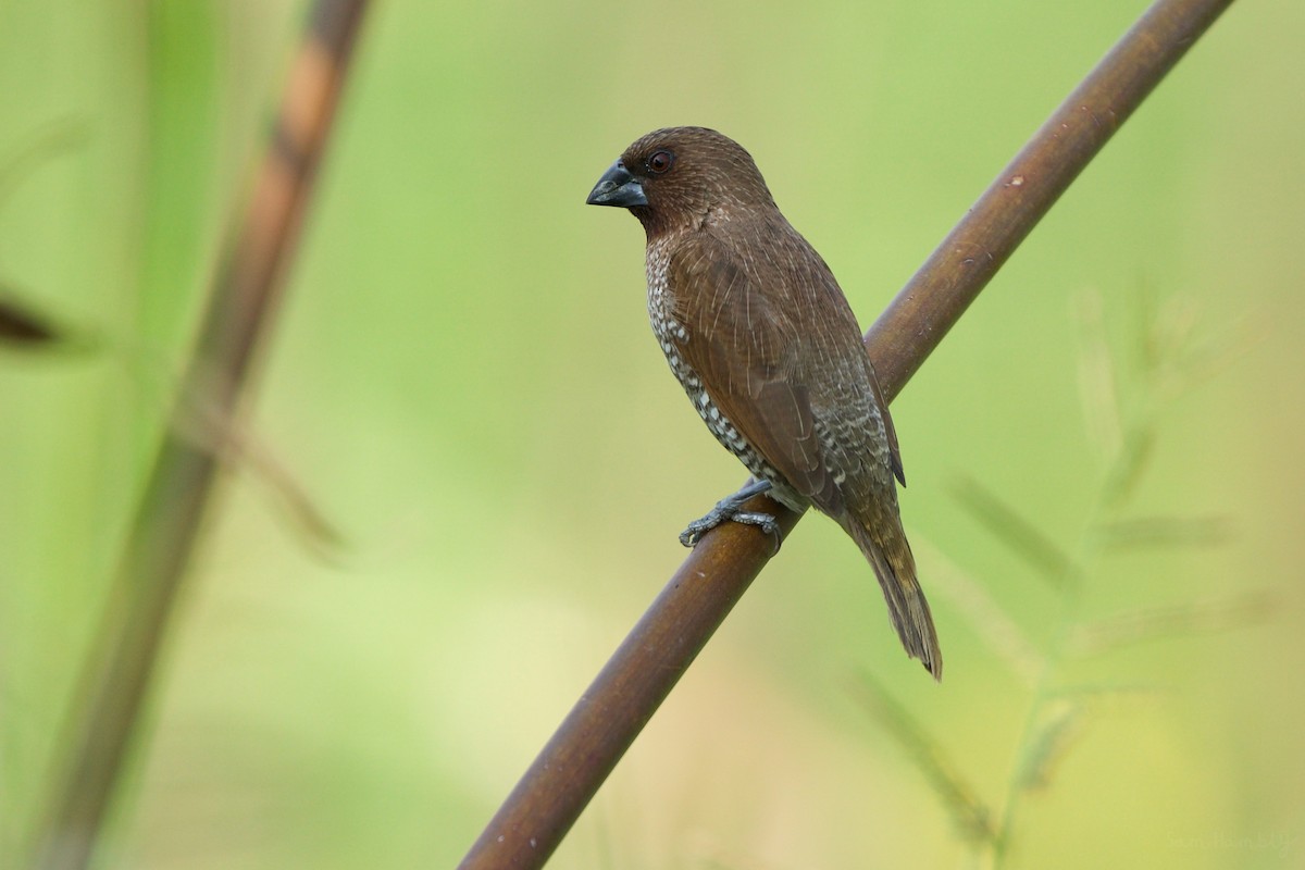 Scaly-breasted Munia - ML541714621