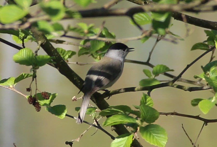 Eurasian Blackcap - ML54171491