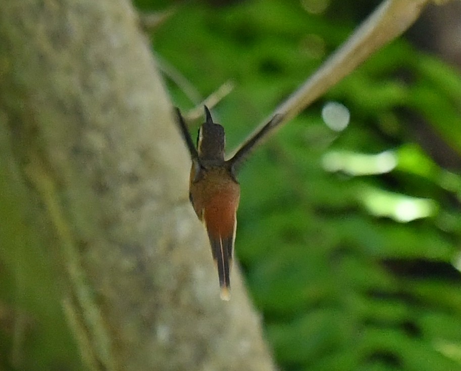 Reddish Hermit - ML541717741