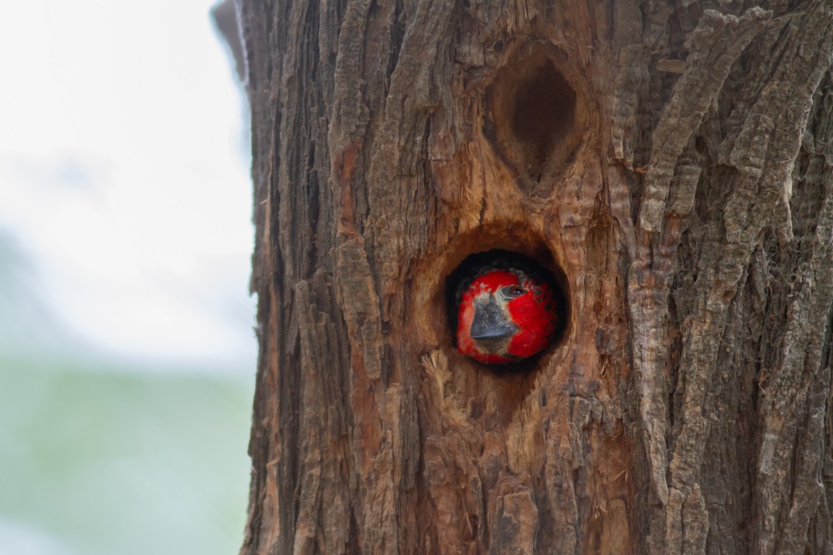 Vieillot's Barbet - ML541718151