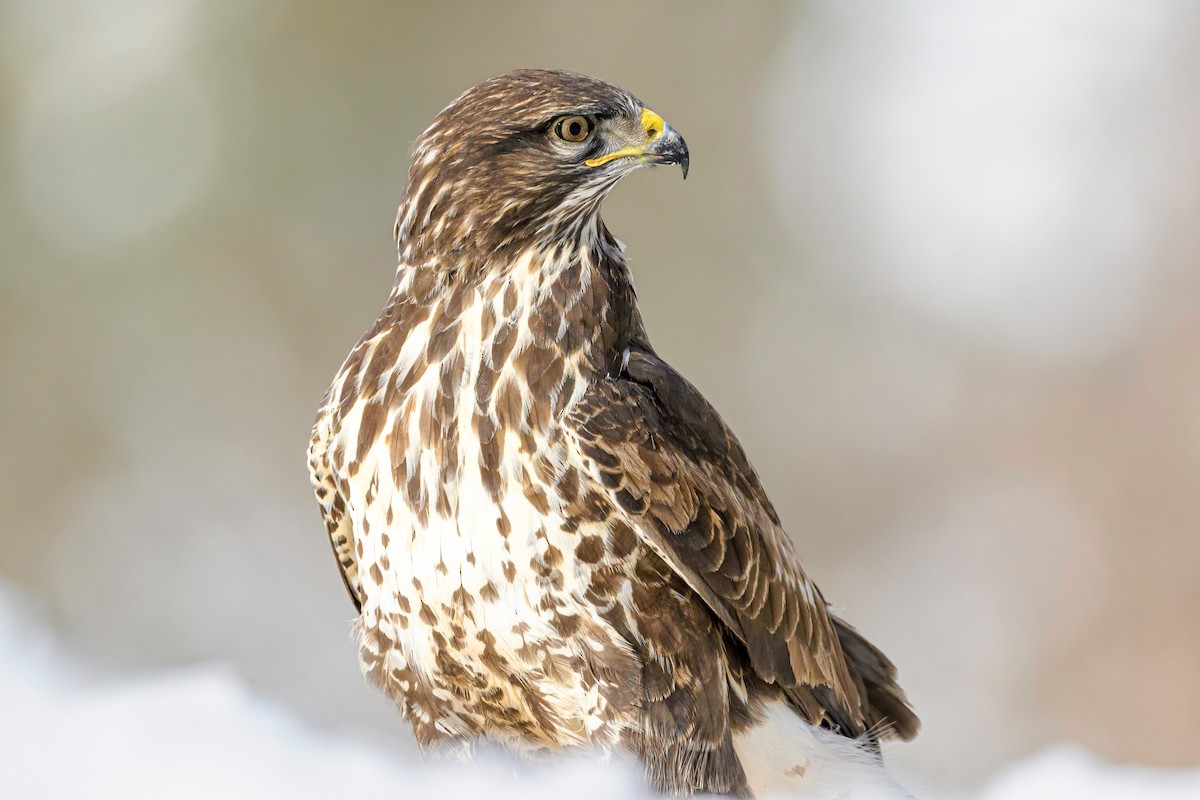 Common Buzzard - ML541719051