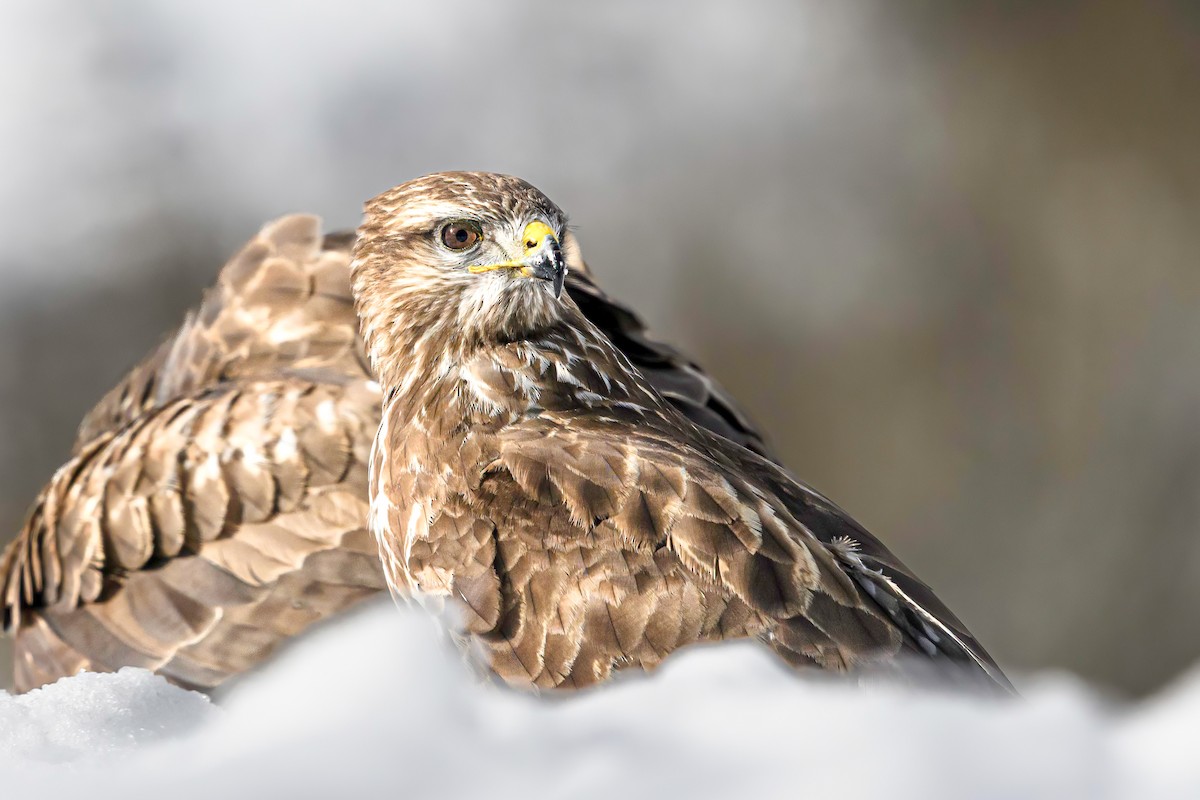 Common Buzzard - ML541719071