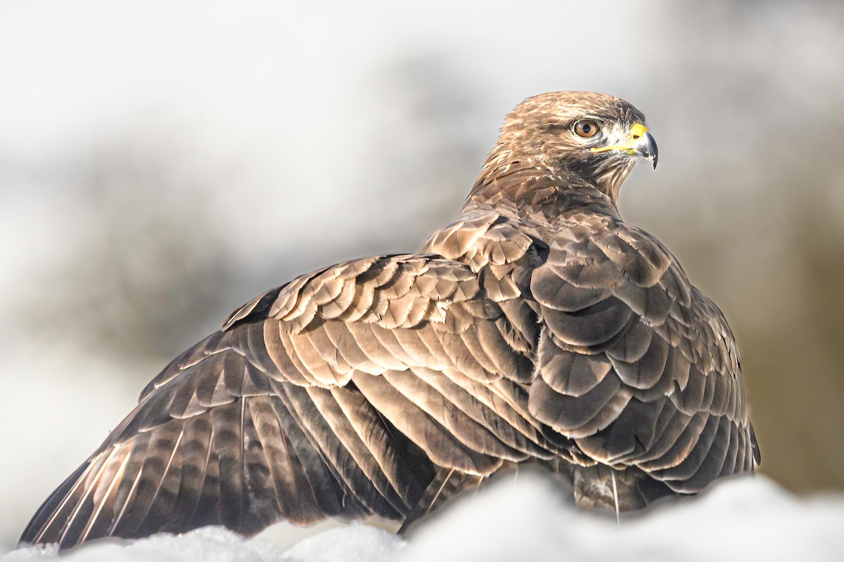 Common Buzzard - ML541719081