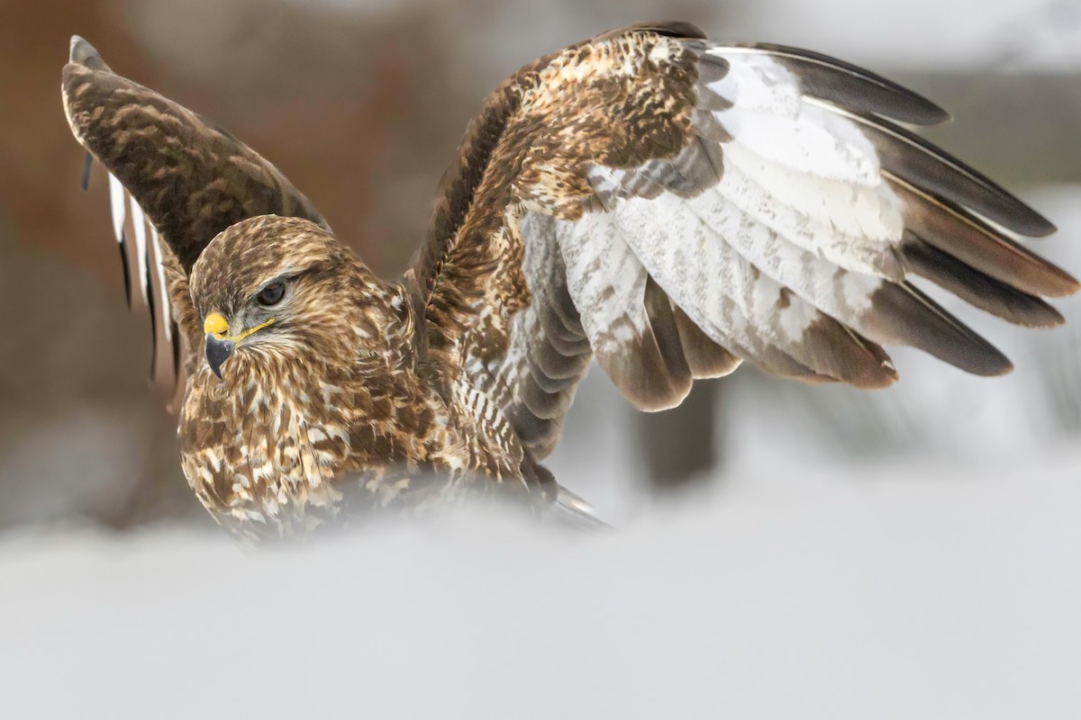 Common Buzzard - ML541719111