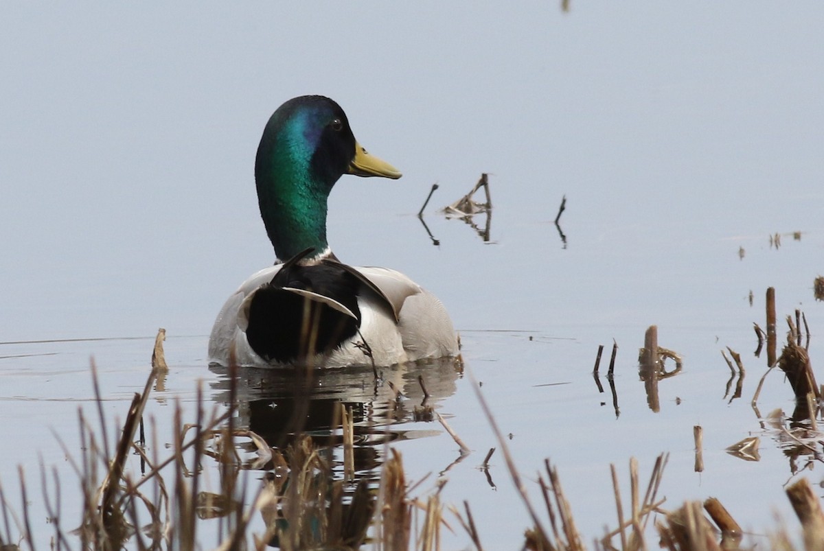 Mallard - ML54171941