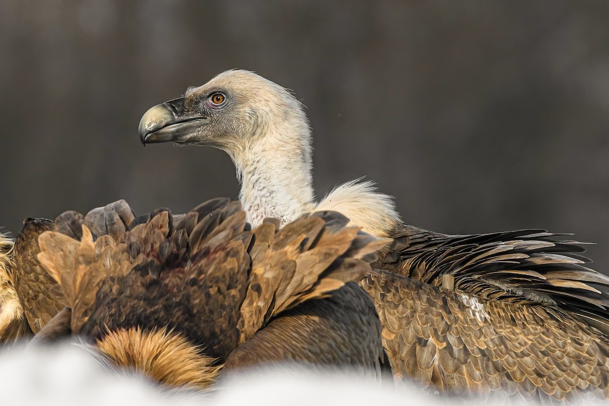 Eurasian Griffon - ML541719921