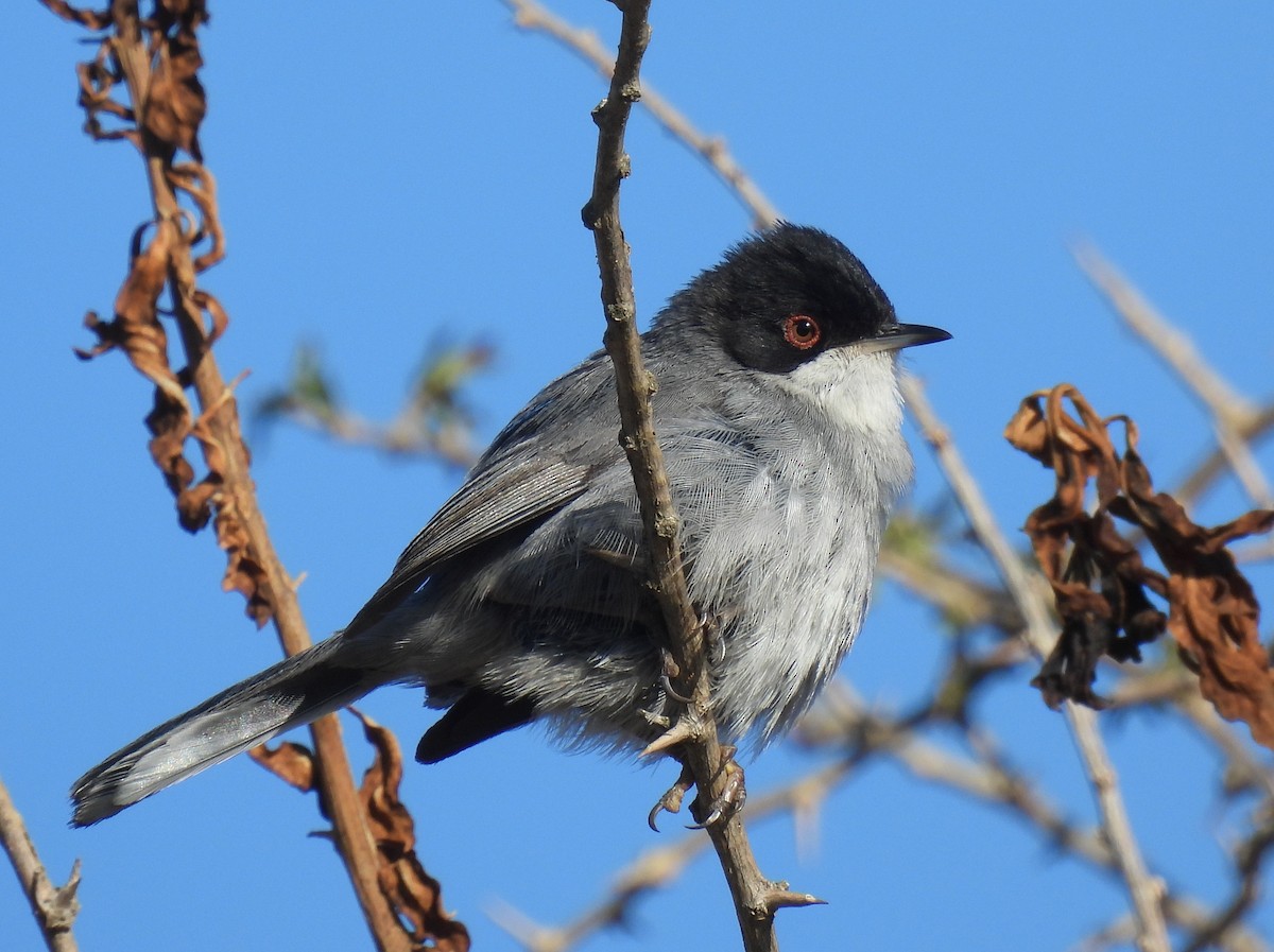 Sardinian Warbler - ML541720681